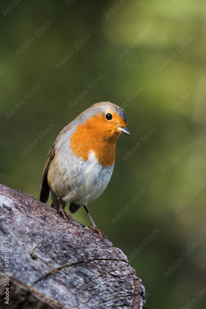 European Robin, Robin, Erithacus rubecula European Robin, Robin, Erithacus rubecula
