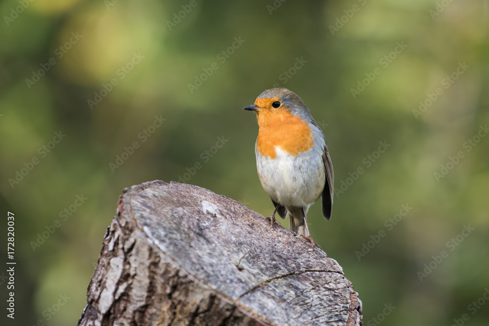 European Robin, Robin, Erithacus rubecula European Robin, Robin, Erithacus rubecula