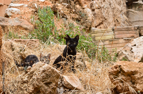 cats on the stones © Bernadeta