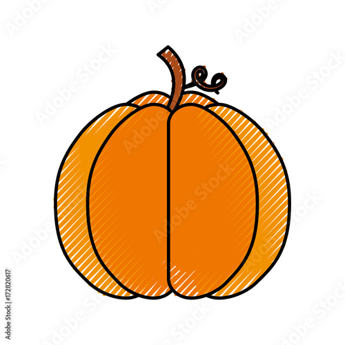 autumn seasonal pupmkin harvest nature vector illustration