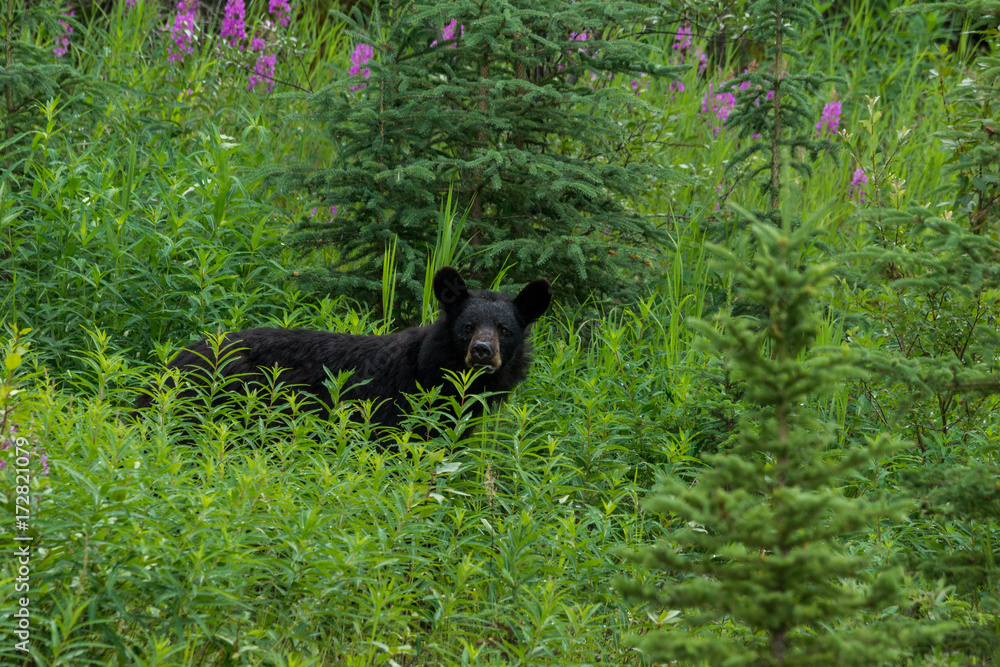 Schwarzbär in hohem Gras am Cassiar Highway, British Columbia, Kanada Schwarzbär in hohem Gras am Cassiar Highway, British Columbia, Kanada