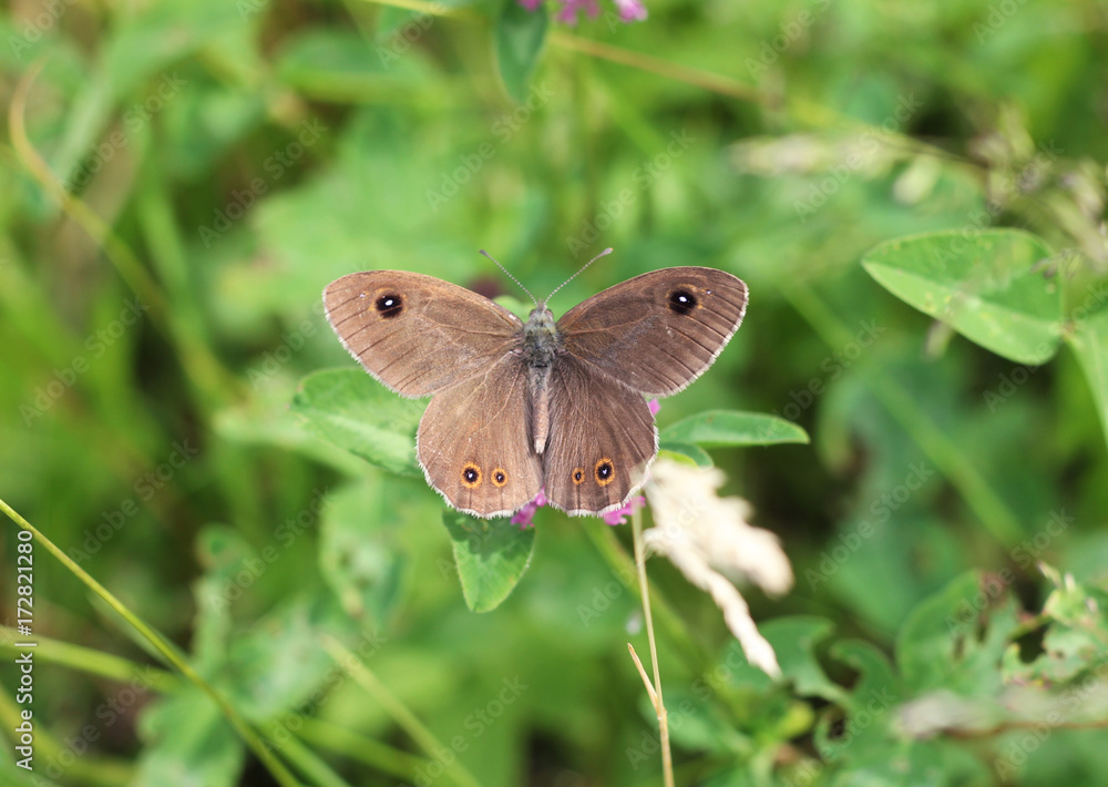 Butterfly with open wings Butterfly with open wings