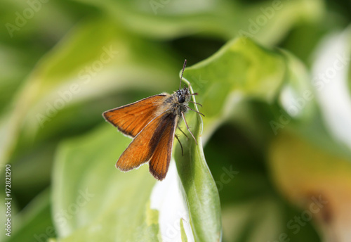 Бабочка с оранжевыми крыльями на зелёном фоне