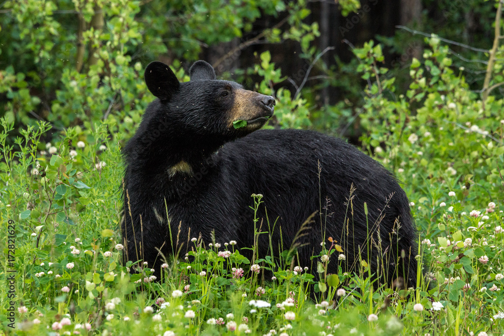 Schwarzbär am Alaska Highway, Yukon, Kanada Schwarzbär am Alaska Highway, Yukon, Kanada