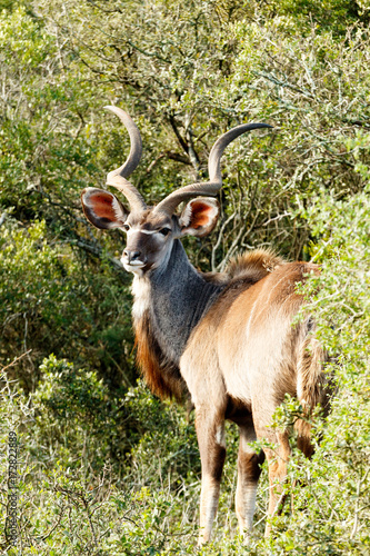 Greater Kudu - Tragelaphus strepsiceros