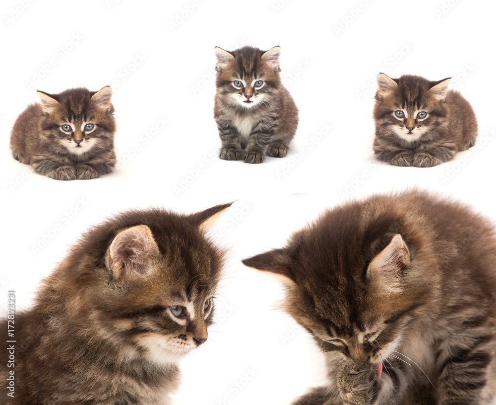 kitten kitten