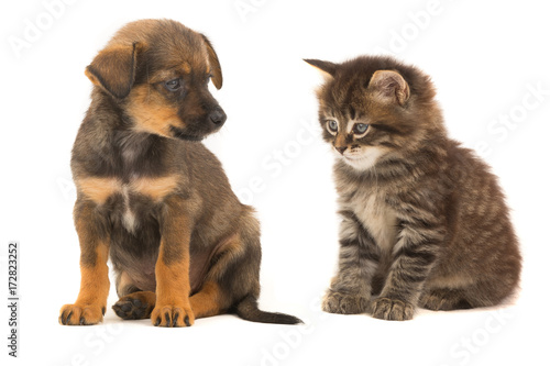 Fototapeta Naklejka Na Ścianę i Meble -  kitten and puppy