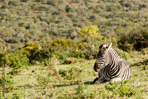 Zebra lying and catching some sun.