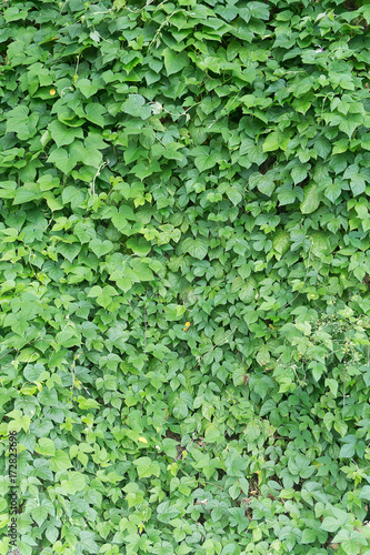 Green creeping ivy background © Red Frog Photo
