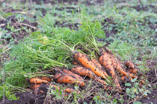 harvest carrots