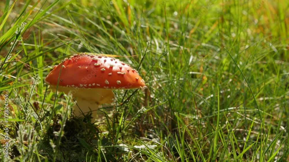 Amanita poisonous red mushroom in the grass, close up. Amanita poisonous red mushroom in the grass, close up.