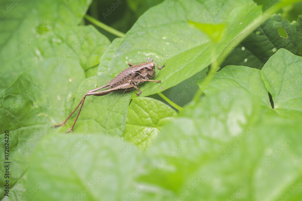 Gemeine Strauchschrecke - Pholidoptera griseoaptera Gemeine Strauchschrecke - Pholidoptera griseoaptera