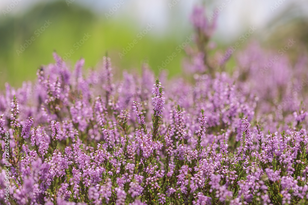 Heidekräuter - Erica - Detailaufnahme