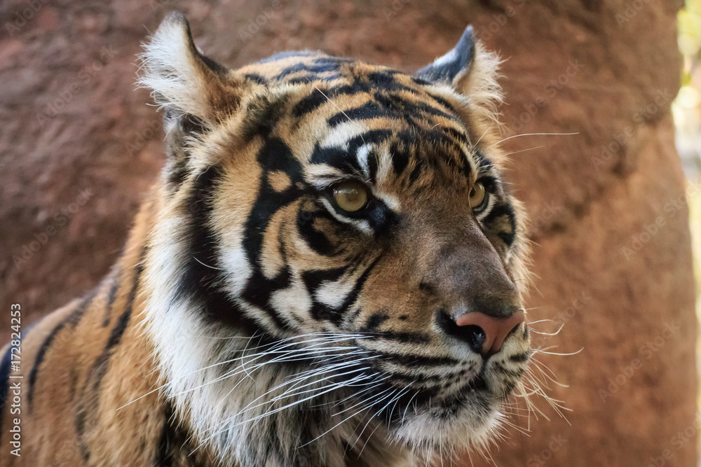 Fototapeta premium Sumatran Tiger Portrait