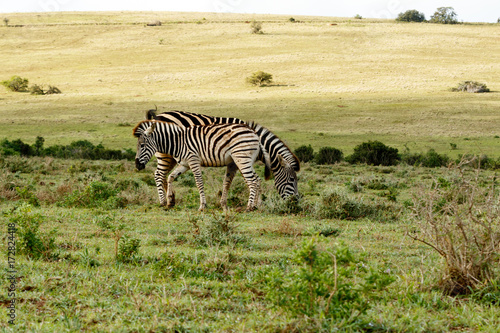 Baby Zebra standing close to his mom