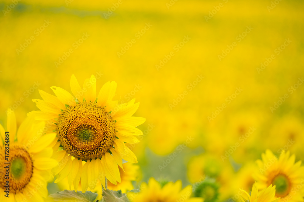 Fototapeta premium Sunflowers garden under the big tree in Khao Yai of Thailand