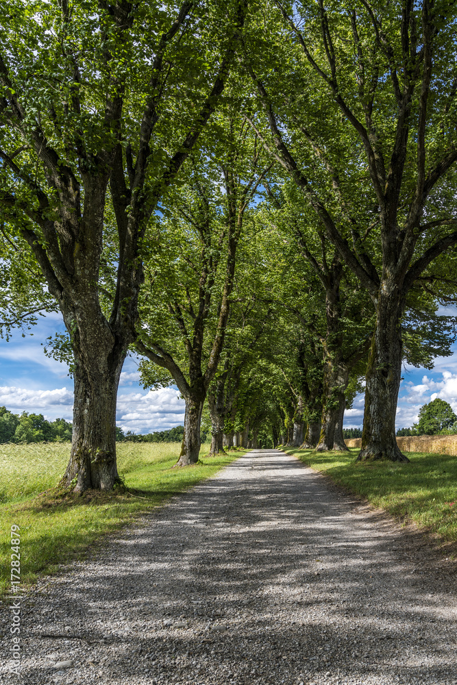 Lindenallee flankiert Feldweg unter weiß-blauem Himmel