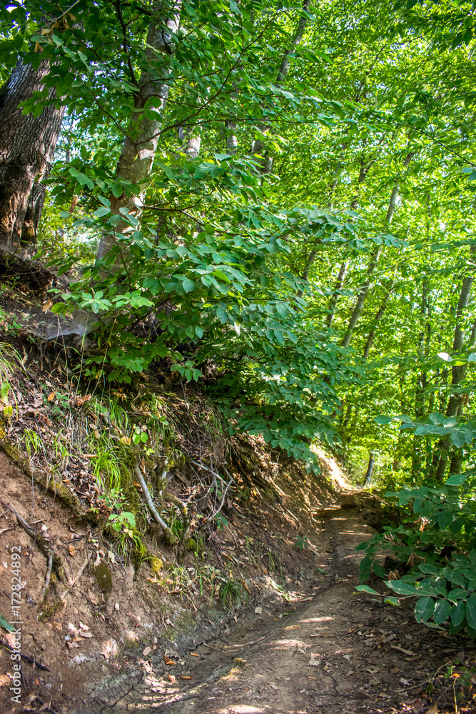 Obraz premium pedestrian road in mountain and forest