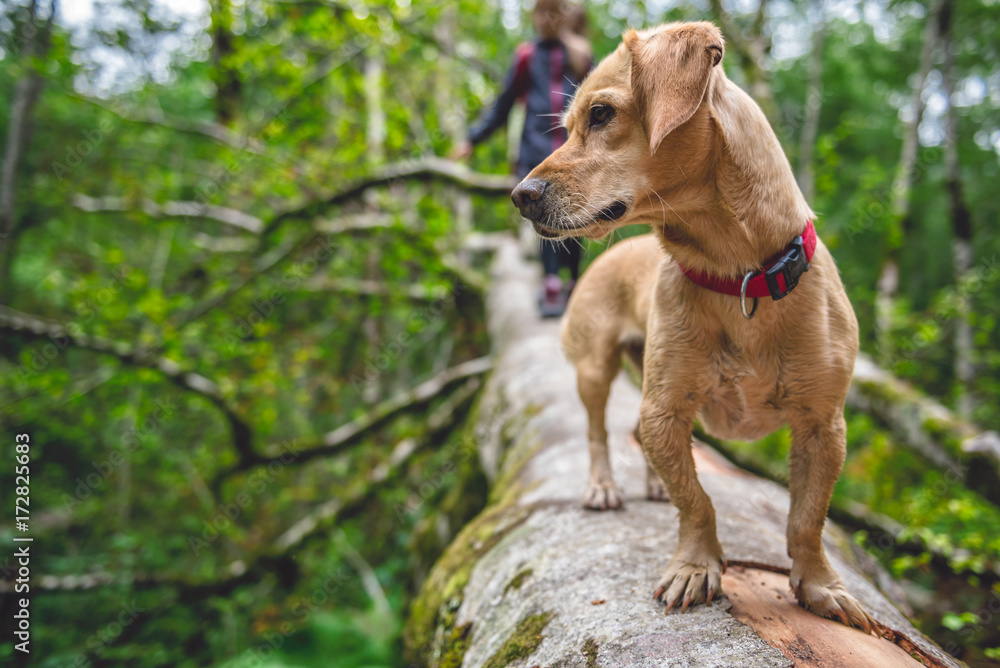 Dog standing on a tree log