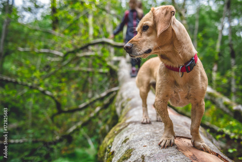 Dog standing on a tree log © kerkezz