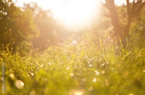 grass background and chamomile flower on a sunny day during sunset.