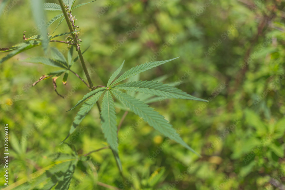 A marijuana leaf in a farm. A marijuana leaf in a farm.
