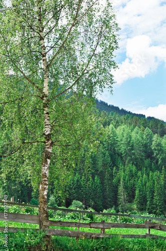 Lonely birch on a background of forest