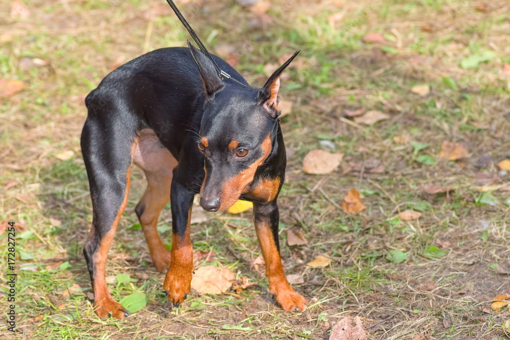 Doberman Pinscher dog close-up Doberman Pinscher dog close-up