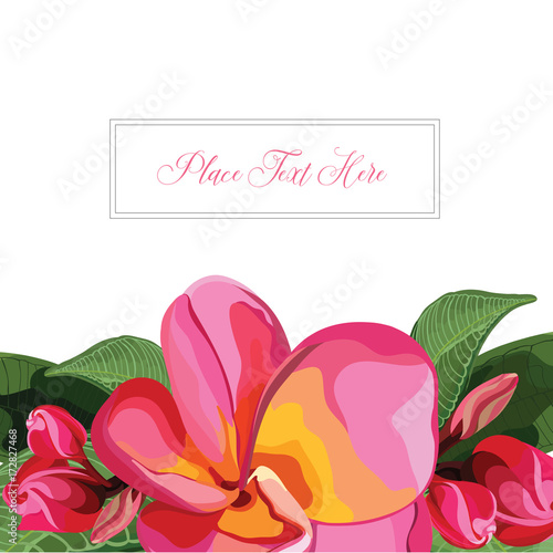 Pink Frangipani Vector