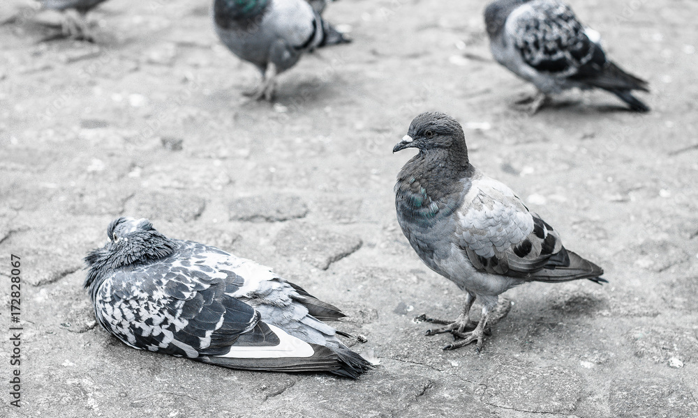 Obraz premium birdy.