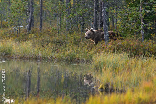 Wildflife photo of large brown bear (Ursus arctos) in his natural environment in northern Finland - Scandinavia in autumn forest, lake and colorful grass © Lukas