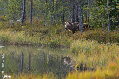 Wildflife photo of large brown bear (Ursus arctos) in his natural environment in northern Finland - Scandinavia in autumn forest, lake and colorful grass