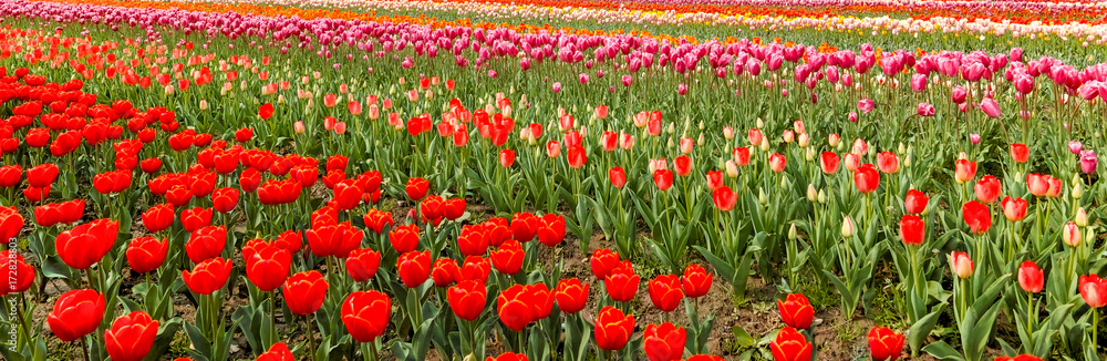 Tulip. Beautiful field garden of tulips. colorful tulips. tulips Tulip. Beautiful field garden of tulips. colorful tulips. tulips