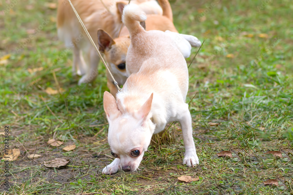 Chihuahua dog Close-up Chihuahua dog Close-up