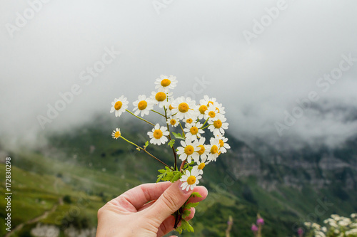 daisies in the mountains