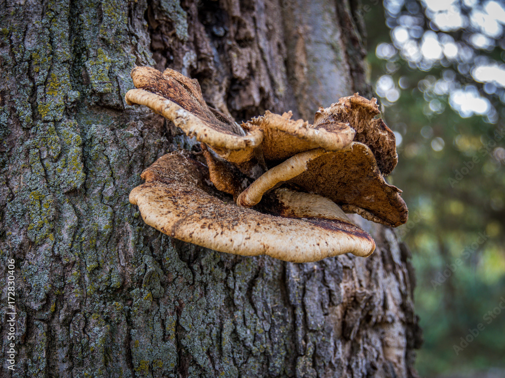 Mushroom Mushroom
