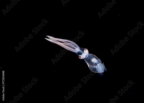 фотографія A larval squid at night in the gulfsteram.