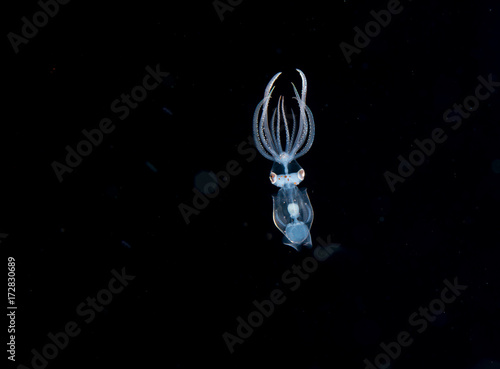 A larval squid at night in the gulfsteram. photo