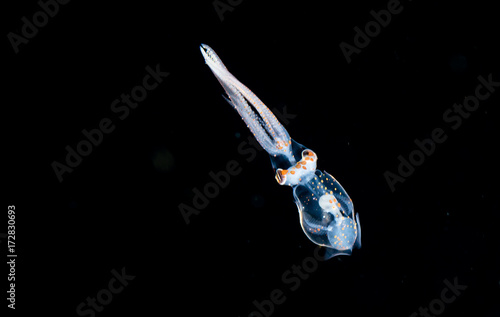 A larval squid at night in the gulfsteram. photo