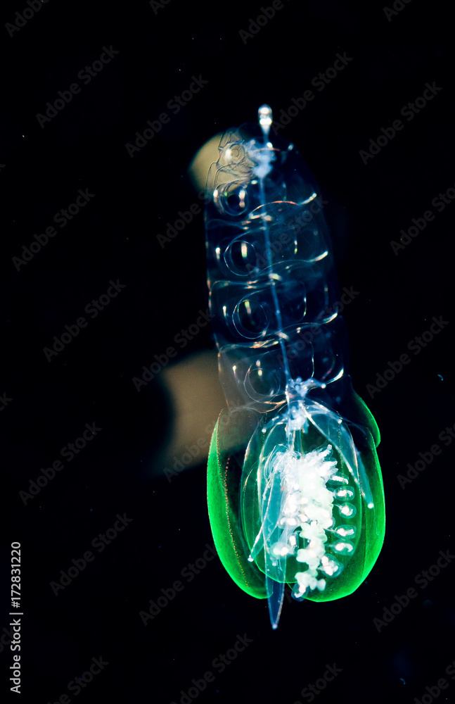 A siphonophore at night with green protein bioluminance.