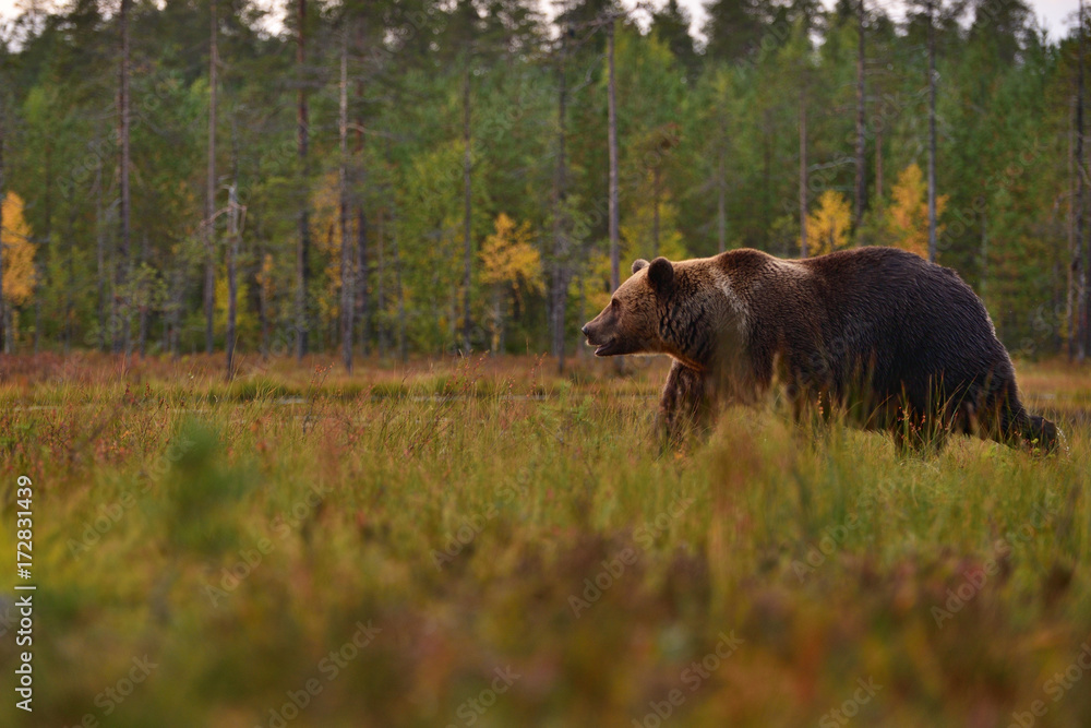 Fototapeta premium Wildflife photo of large brown bear (Ursus arctos) in his natural environment in northern Finland - Scandinavia in autumn forest, lake and colorful grass