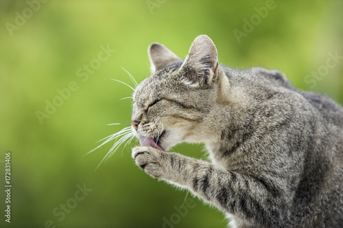 Katzenwäsche