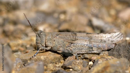 Slender blue-winged grasshopper (Sphingonotus caerulans) photo