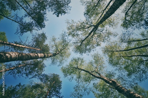 Верхушки деревьев