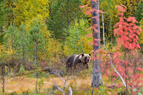 Wildflife photo of large brown bear  Ursus arctos  in his natural environment in northern Finland - Scandinavia in autumn forest  lake and colorful grass