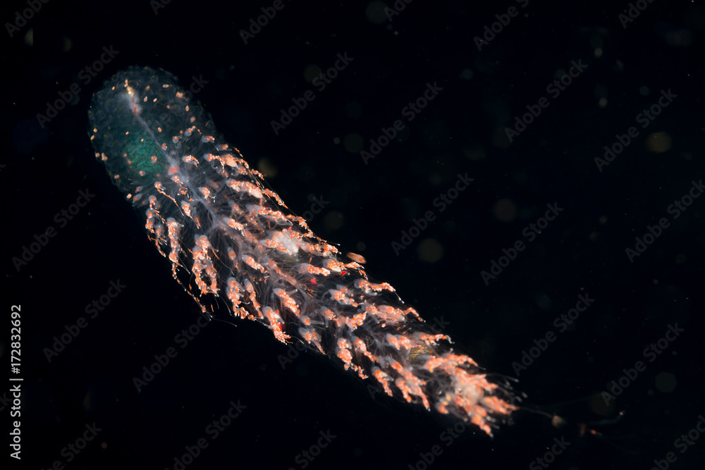 Obraz premium Image of a siphonophore at night.