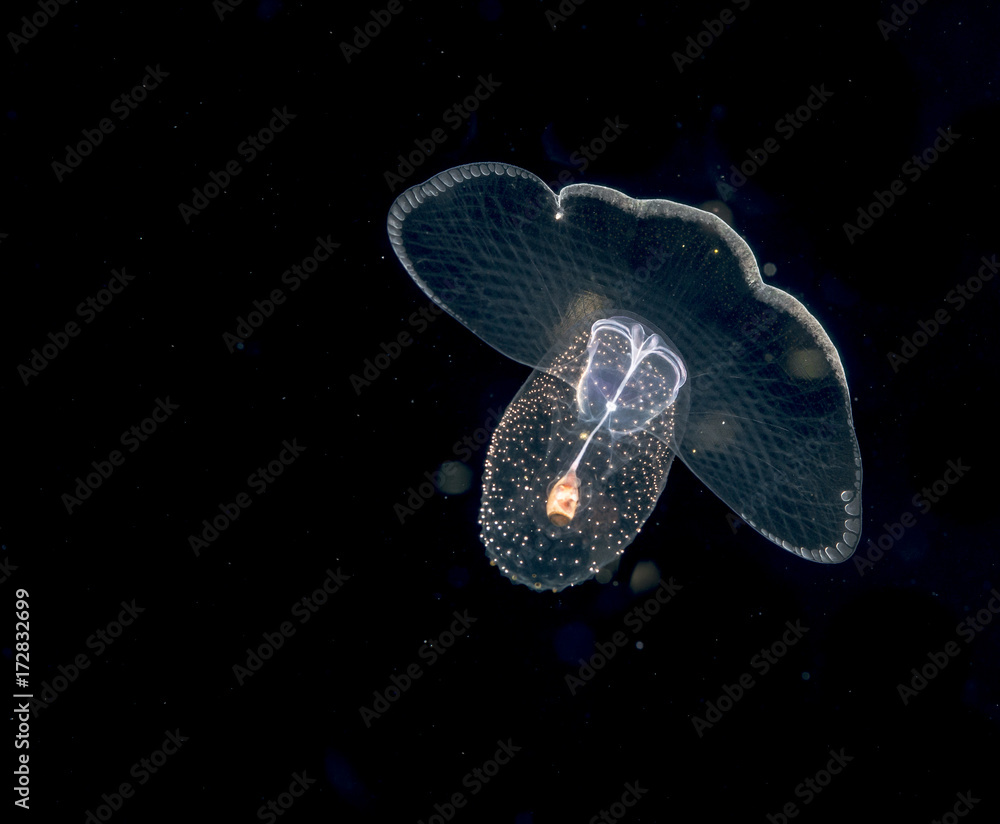 Naklejka premium Image of animal known as a sea butterfly