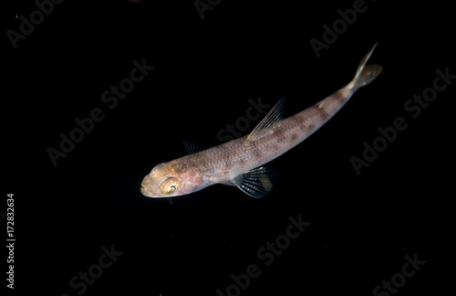 Image of a lizard fish taken at night. © pipehorse