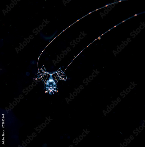 Image of shrimp at night in the ocean. © pipehorse