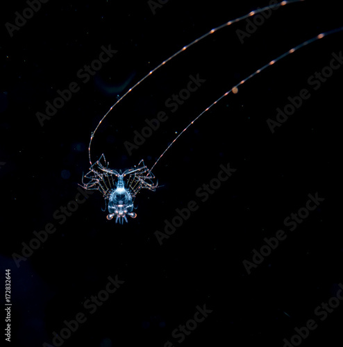 Φωτογραφία Image of shrimp at night in the ocean.